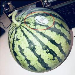 滨州吃瓜网红是谁啊,滨州网红吃瓜达人揭秘！