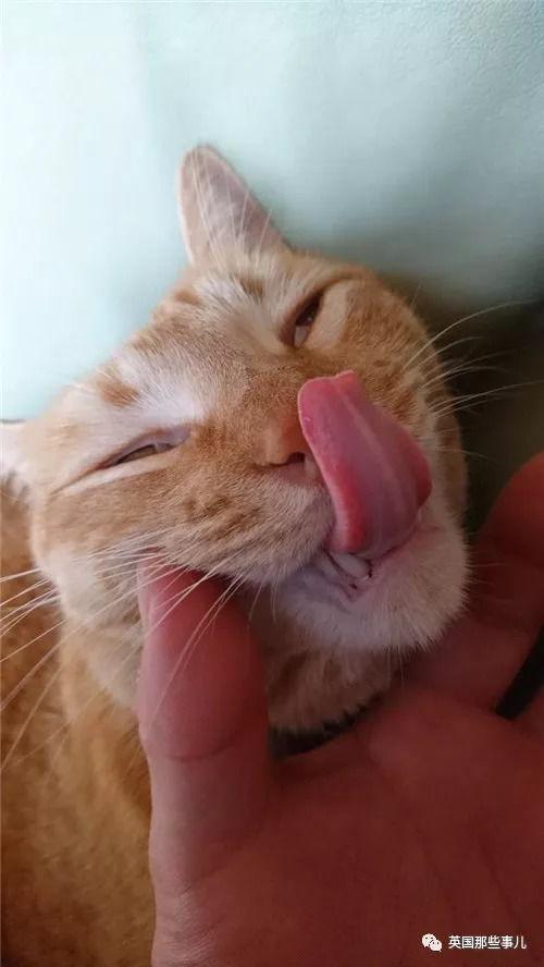 我爱喵星人爆料视频