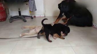 狗狗最新爆料视频大全图片,萌宠瞬间大盘点，笑料十足！